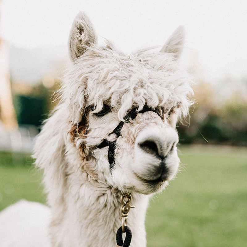 Landhaus-Benediktenhof-Arzbach-Service-Alpakawanderungen