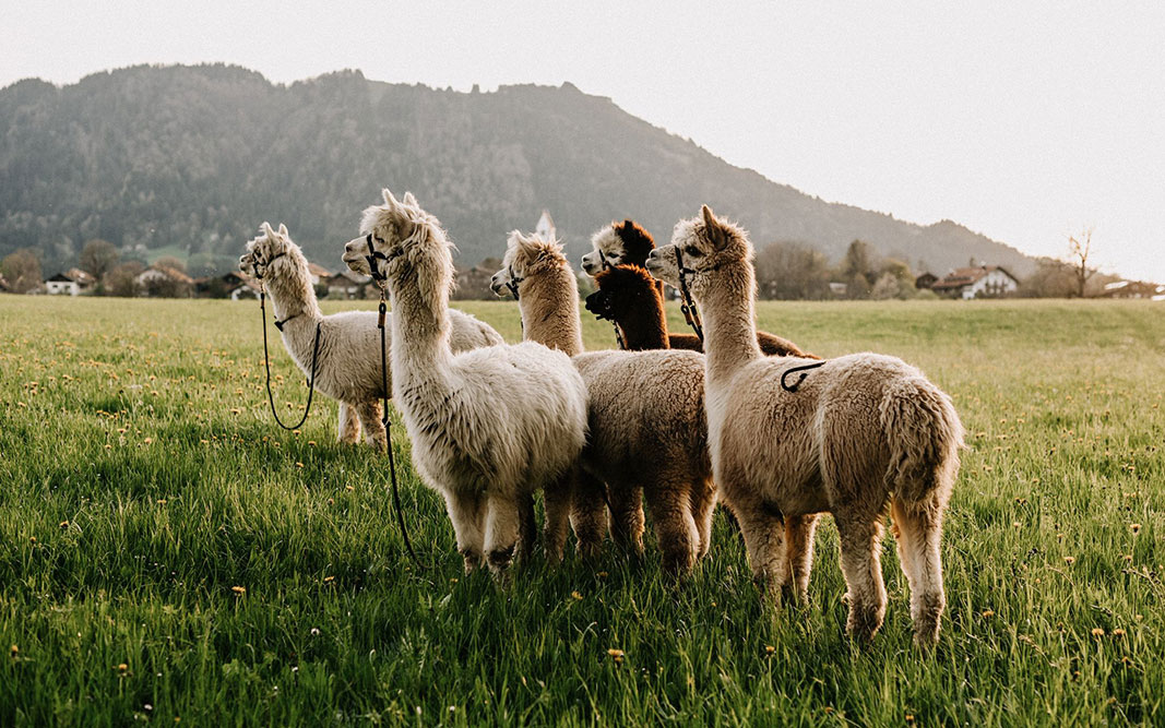 Isar-Alpakas-Alpaka-Yoga