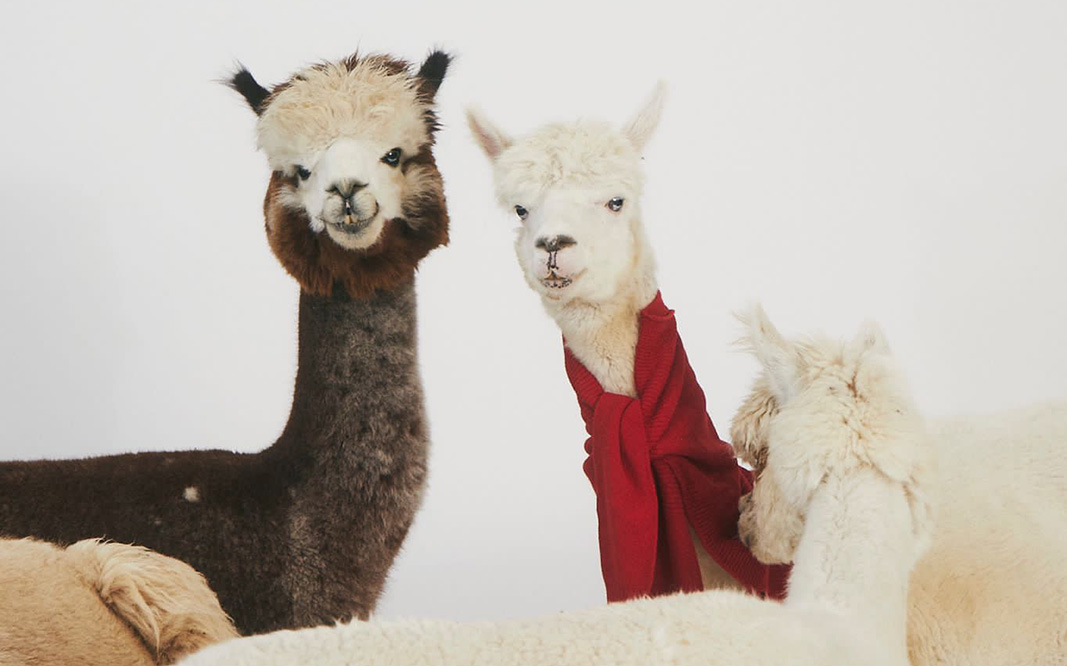 Isar-Alpakas-TV-und-Werbung