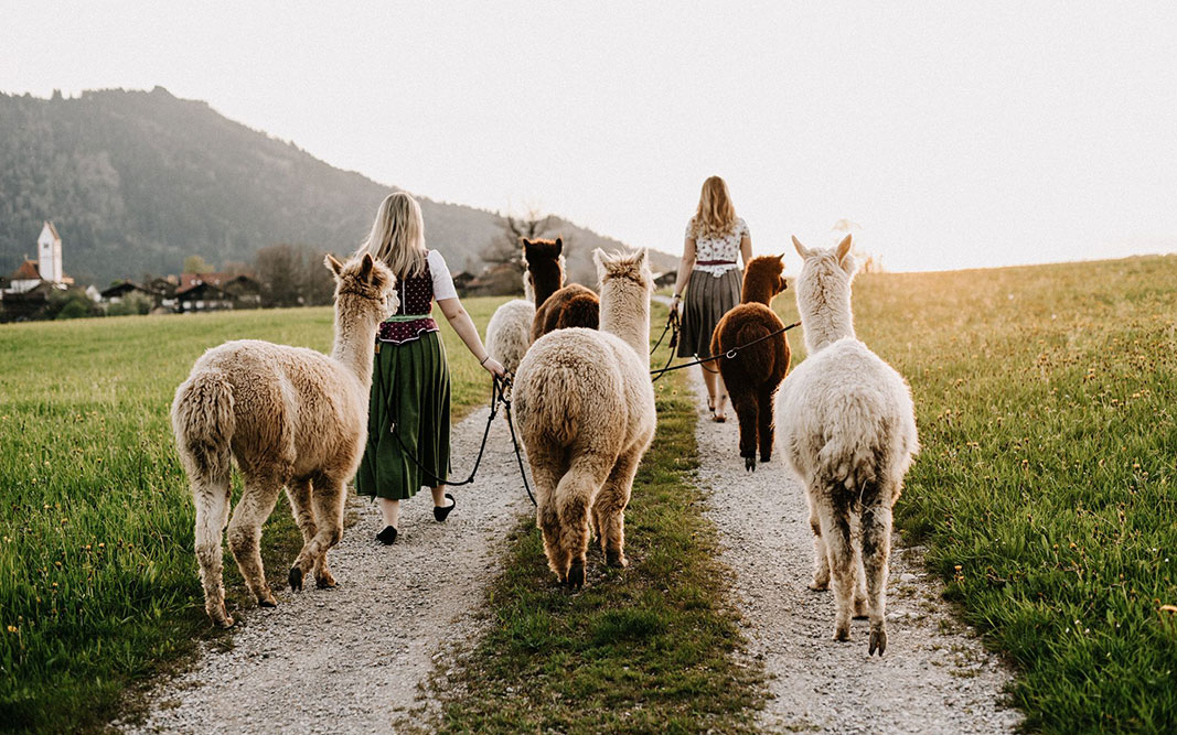 Isar-Alpakas-Teambuilding-und-Events